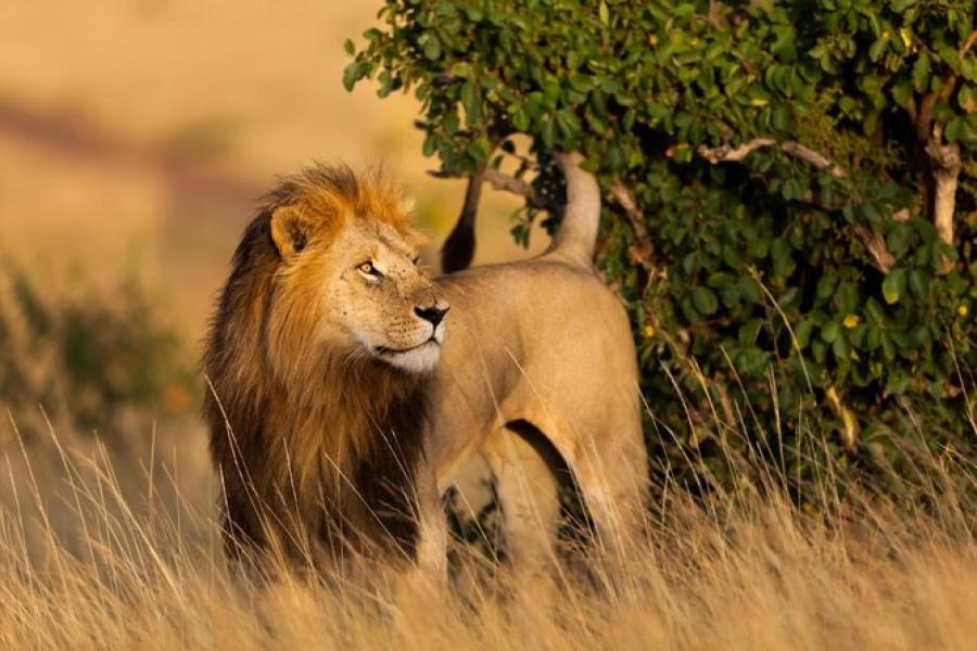 Maasai Mara National Reserve